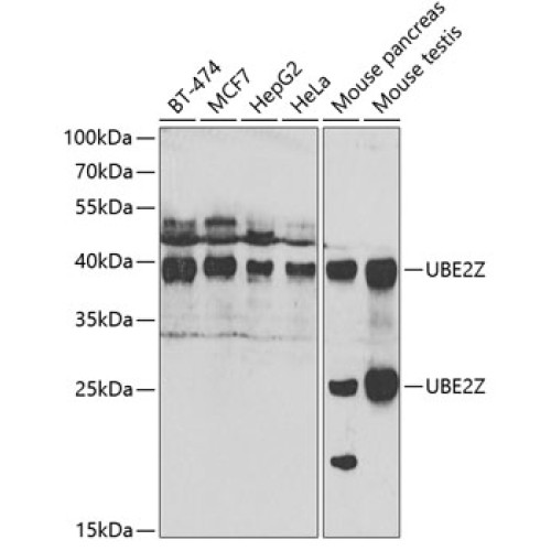 UBE2Z Rabbit pAb