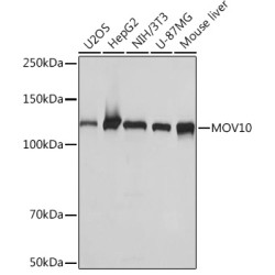MOV10 Rabbit mAb