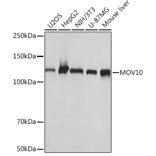 MOV10 Rabbit mAb