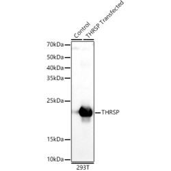 THRSP Rabbit pAb
