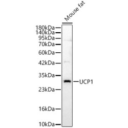 UCP1 Rabbit pAb