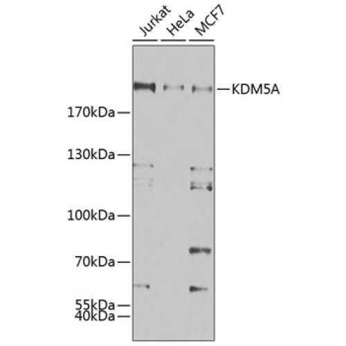 KDM5A Rabbit pAb