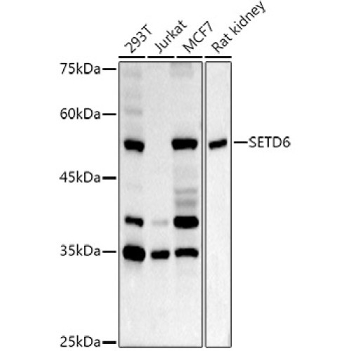 SETD6 Rabbit pAb