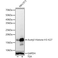 Acetyl-Histone H3-K27 Rabbit pAb