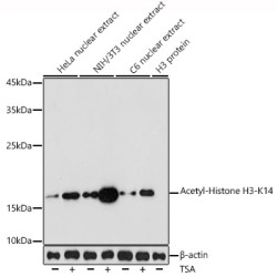 Acetyl-Histone H3-K14 Rabbit pAb