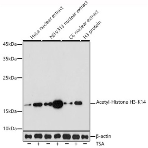 Acetyl-Histone H3-K14 Rabbit pAb