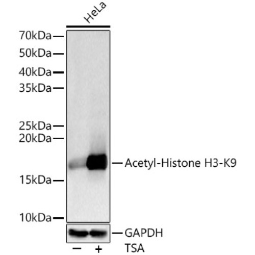 Acetyl-Histone H3-K9 Rabbit pAb