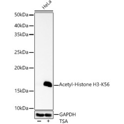 Acetyl-Histone H3-K56 Rabbit pAb