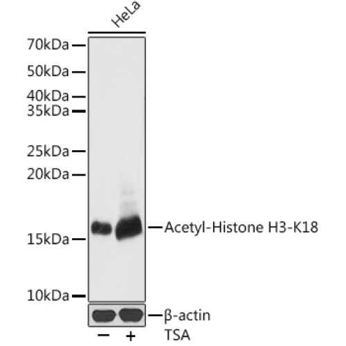 Acetyl-Histone H3-K18 Rabbit pAb