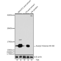 Acetyl-Histone H4-K8 Rabbit pAb