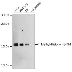 TriMethyl-Histone H3-K64 Rabbit pAb