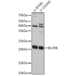 BLVRB Rabbit pAb