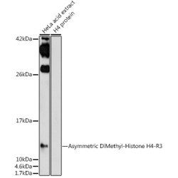 Asymmetric DiMethyl-Histone H4-R3 Rabbit pAb