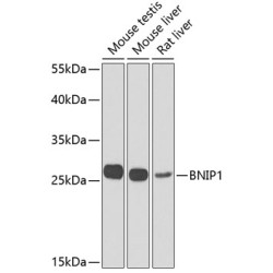 BNIP1 Rabbit pAb