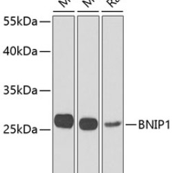 BNIP1 Rabbit pAb