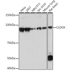 CLOCK Rabbit mAb