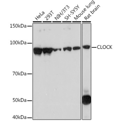 CLOCK Rabbit mAb