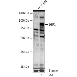 EGR1 Rabbit pAb