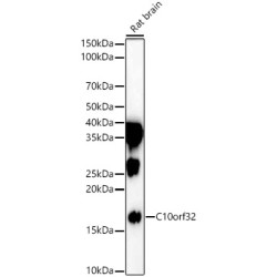 C10orf32 Rabbit pAb