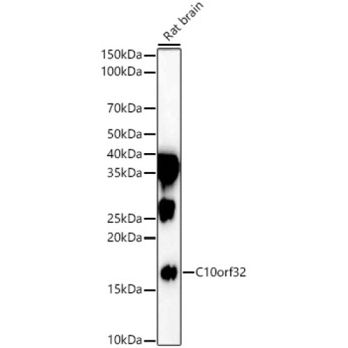 C10orf32 Rabbit pAb