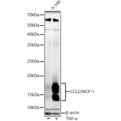 CCL2/MCP-1 Rabbit pAb