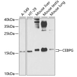 CEBPG Rabbit pAb
