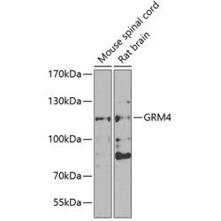 GRM4 Rabbit pAb