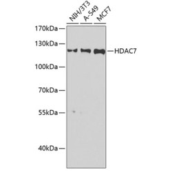 HDAC7 Rabbit pAb