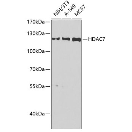 HDAC7 Rabbit pAb