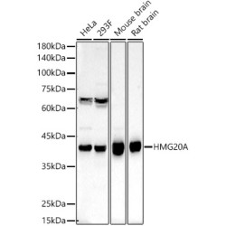 HMG20A Rabbit pAb