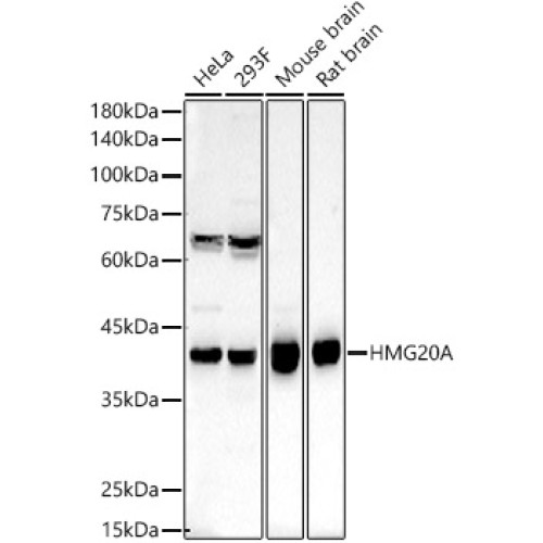 HMG20A Rabbit pAb