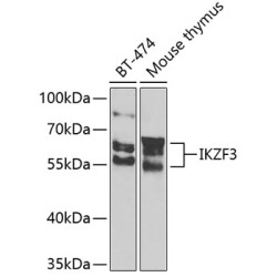 IKZF3 Rabbit pAb