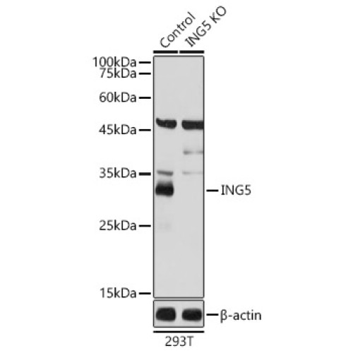 [KO Validated] ING5 Rabbit pAb