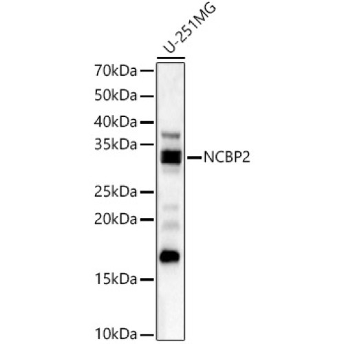 NCBP2 Rabbit pAb
