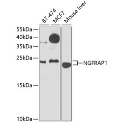 NGFRAP1 Rabbit pAb