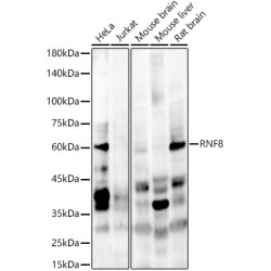 RNF8 Rabbit pAb