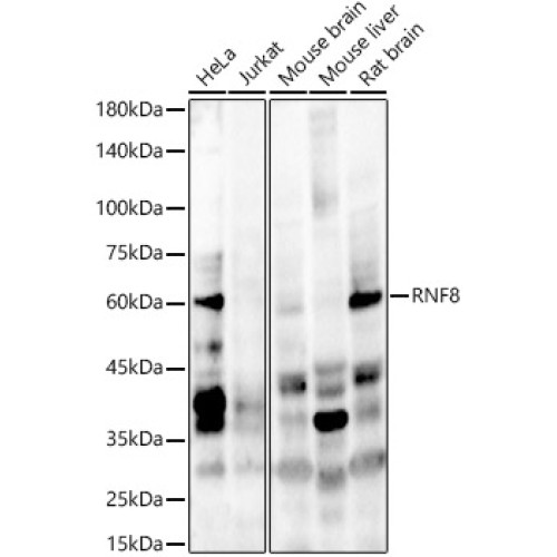 RNF8 Rabbit pAb