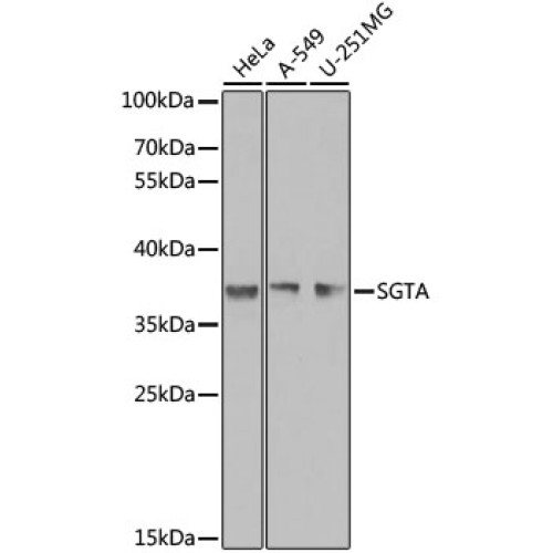 SGTA Rabbit pAb