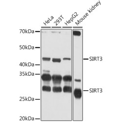 SIRT3 Rabbit pAb