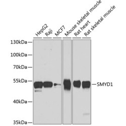 SMYD1 Rabbit pAb