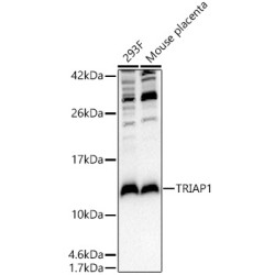 TRIAP1 Rabbit pAb