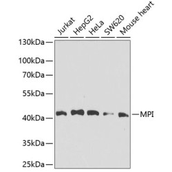MPI Rabbit pAb
