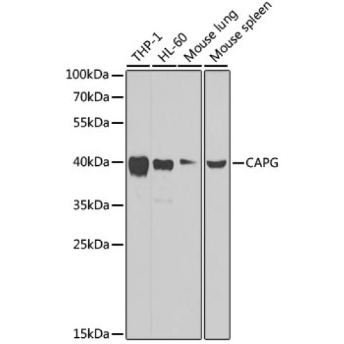 [KO Validated] CAPG Rabbit pAb