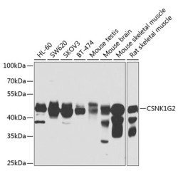 CSNK1G2 Rabbit pAb