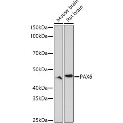 PAX6 Rabbit pAb