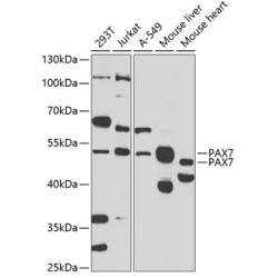 PAX7 Rabbit pAb