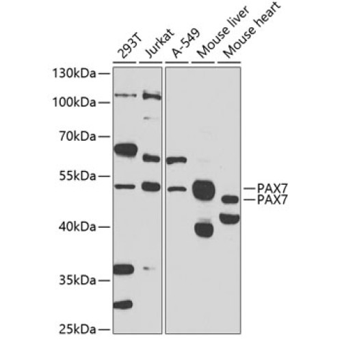 PAX7 Rabbit pAb