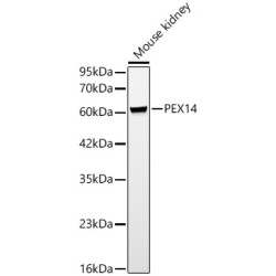 PEX14 Rabbit pAb