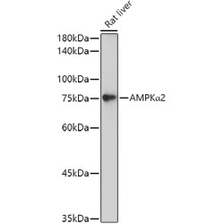 [KO Validated] AMPKα2 Rabbit pAb