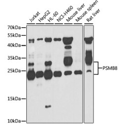 PSMB8 Rabbit pAb